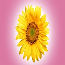 درس هایی از آفتابگردان