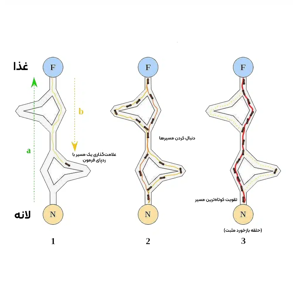 الگوریتم بهینه سازی کلونی مورچه (ACO)